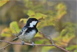<p>SÝKORA UHELNÍČEK (Periparus ater) ---- /Coal tit - Tannenmeise/</p>